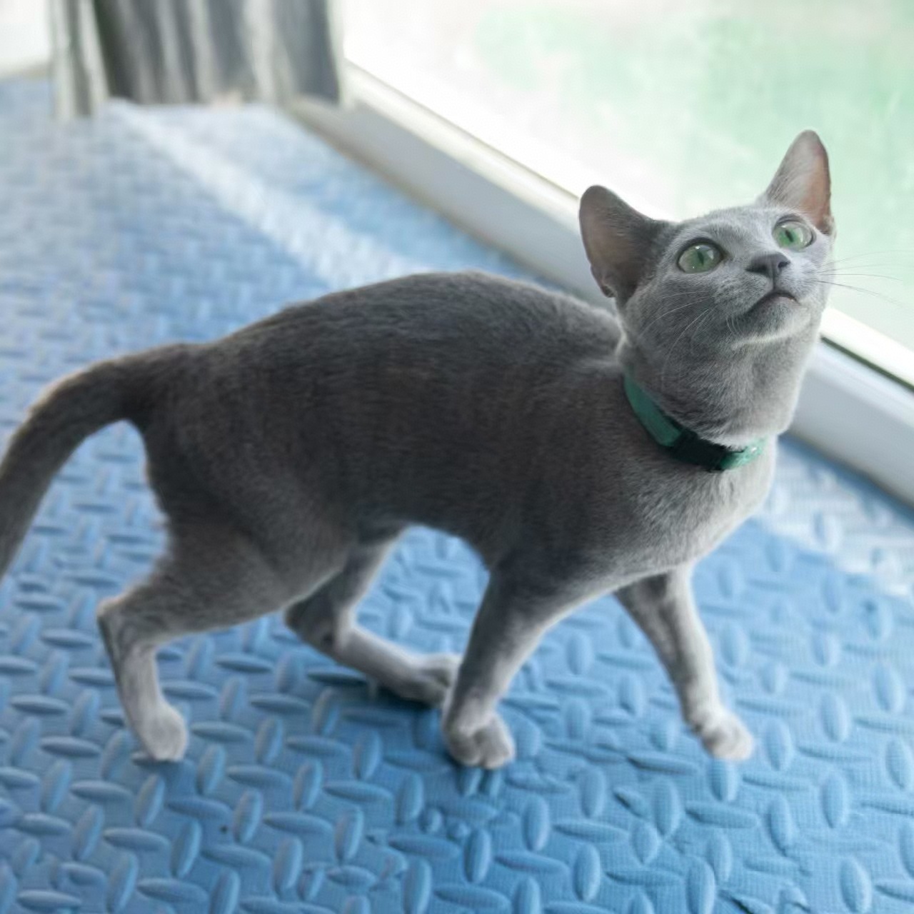纯种俄罗斯蓝猫
坐标北京北四环